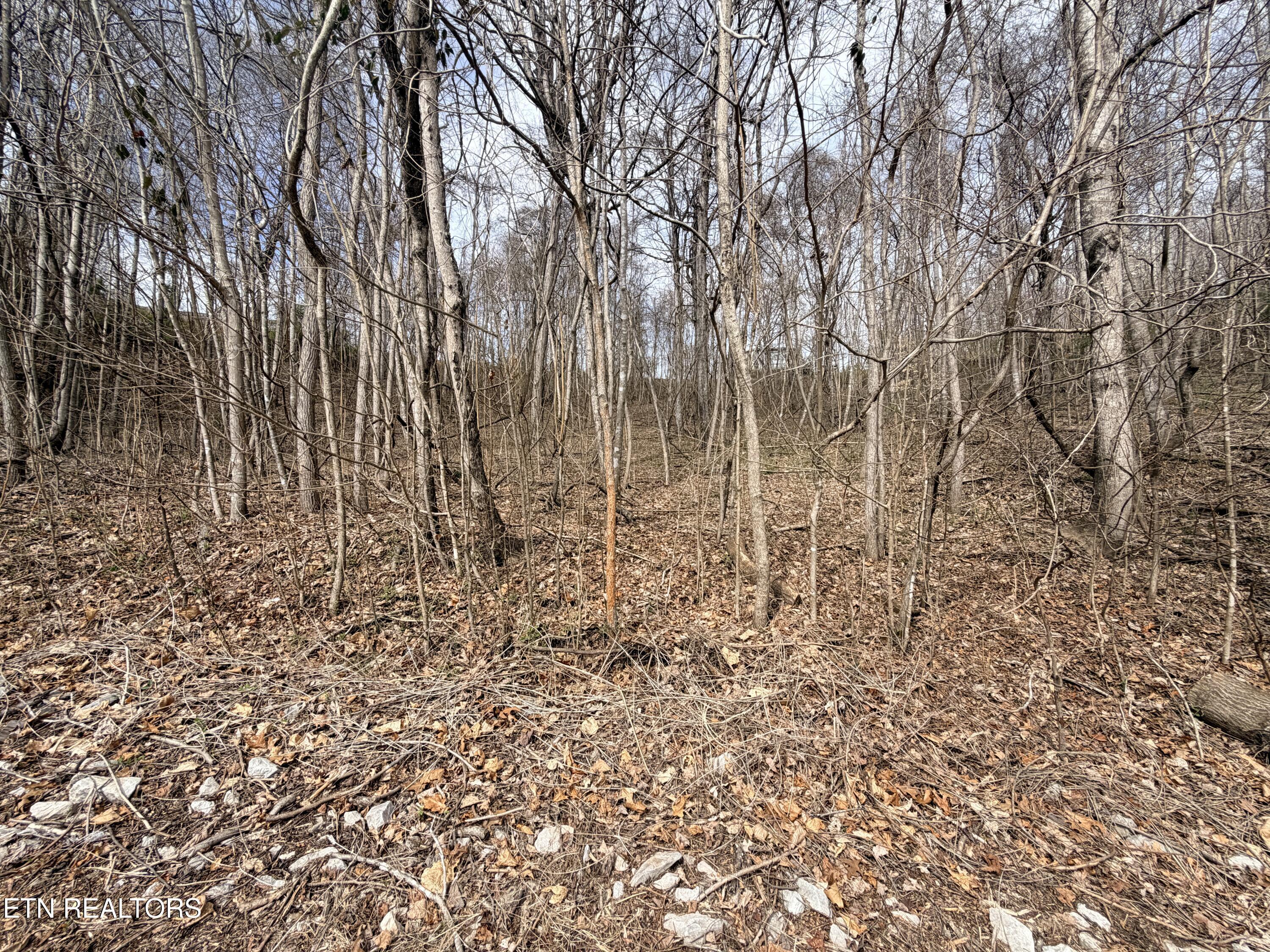 Norris Lake Real Estate - Image# 14