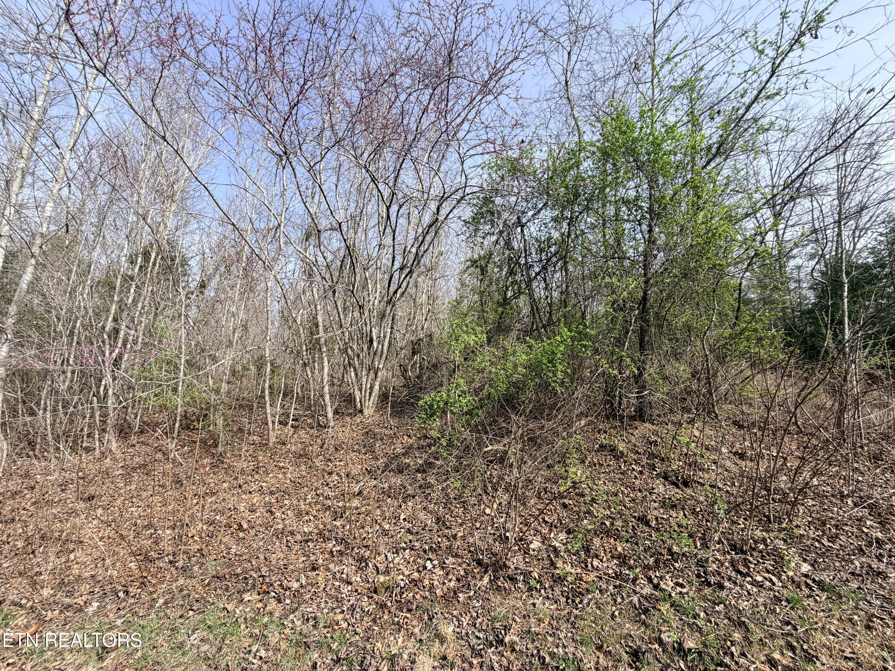 Norris Lake Real Estate - Image# 11