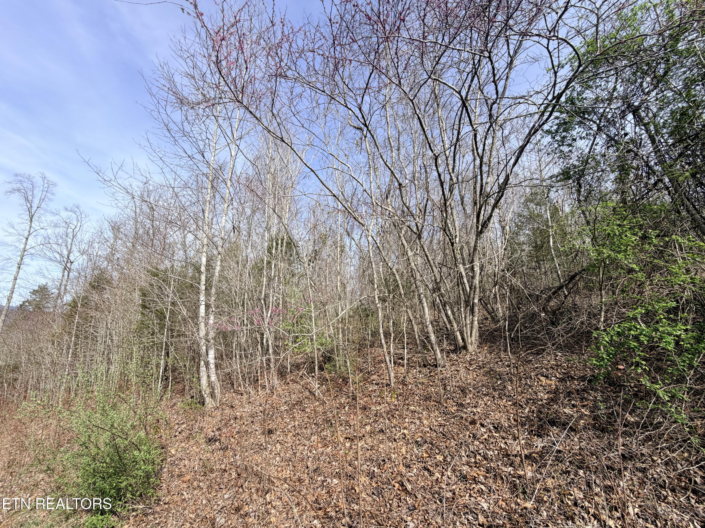 Norris Lake Real Estate - Image# 12