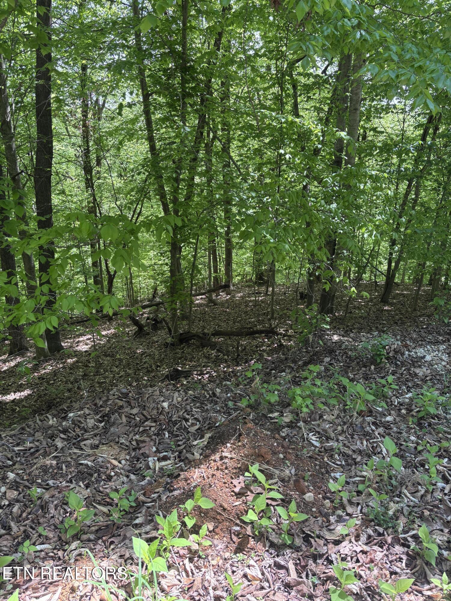 Norris Lake Real Estate - Image# 1