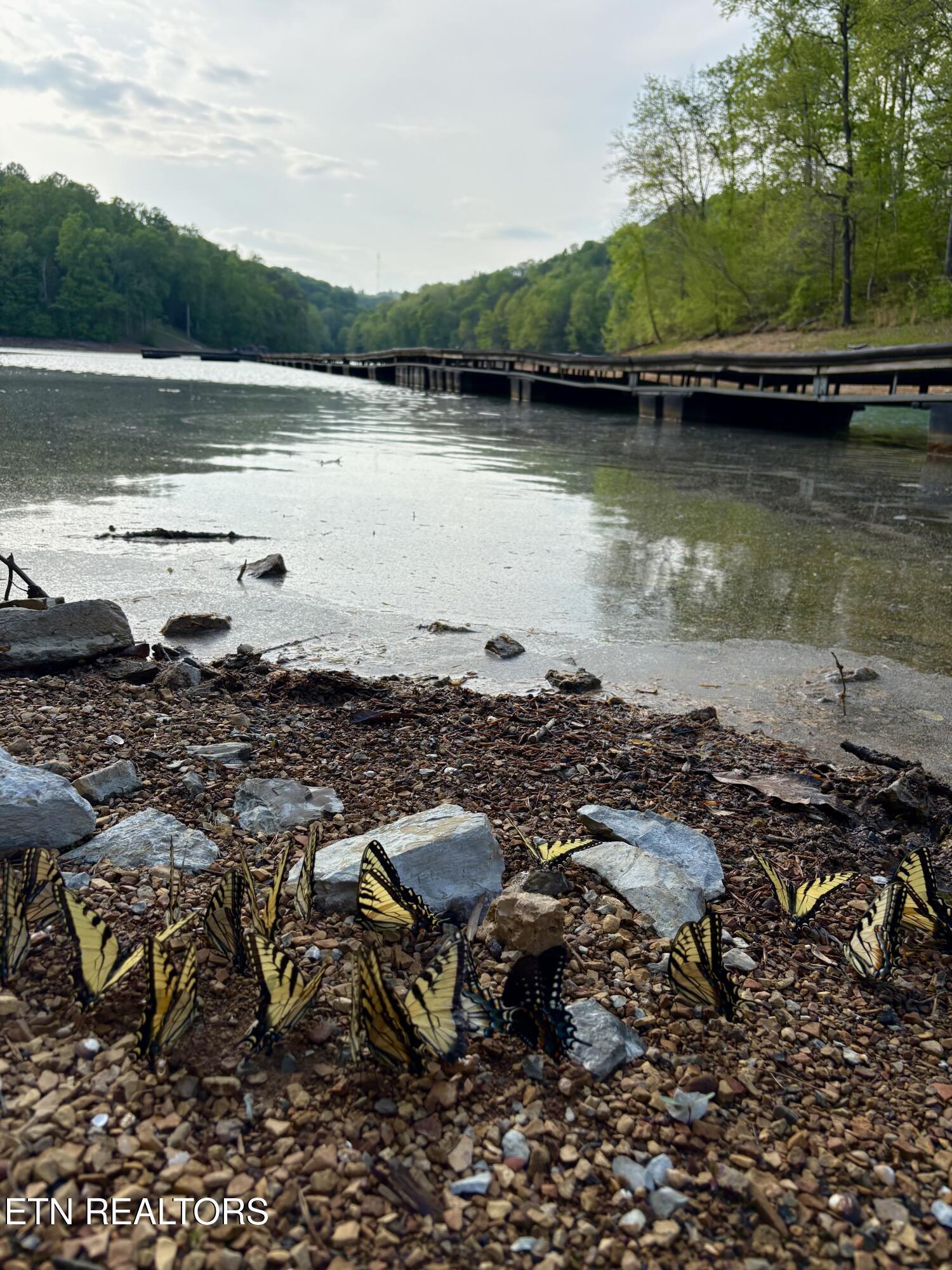 Norris Lake Real Estate - Image# 8