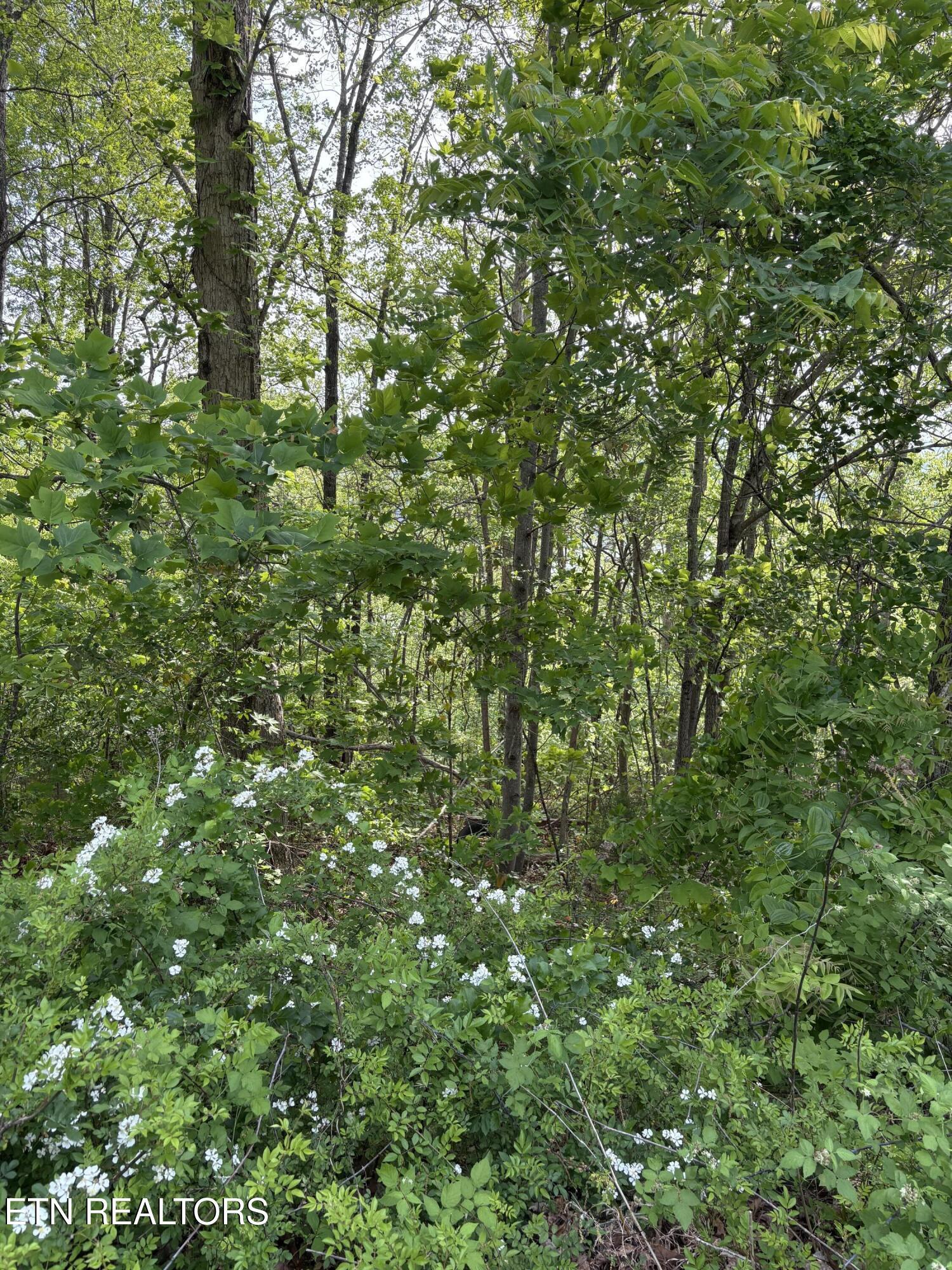 Norris Lake Real Estate - Image# 1