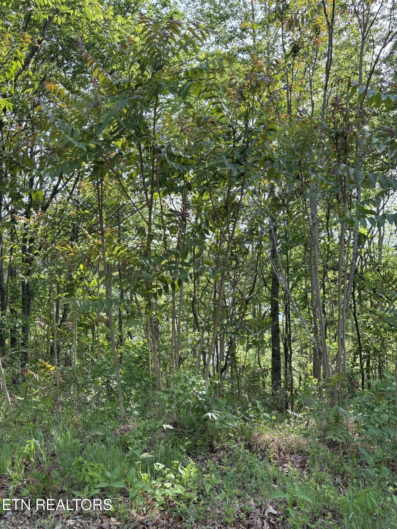 Norris Lake Real Estate - Image# 3