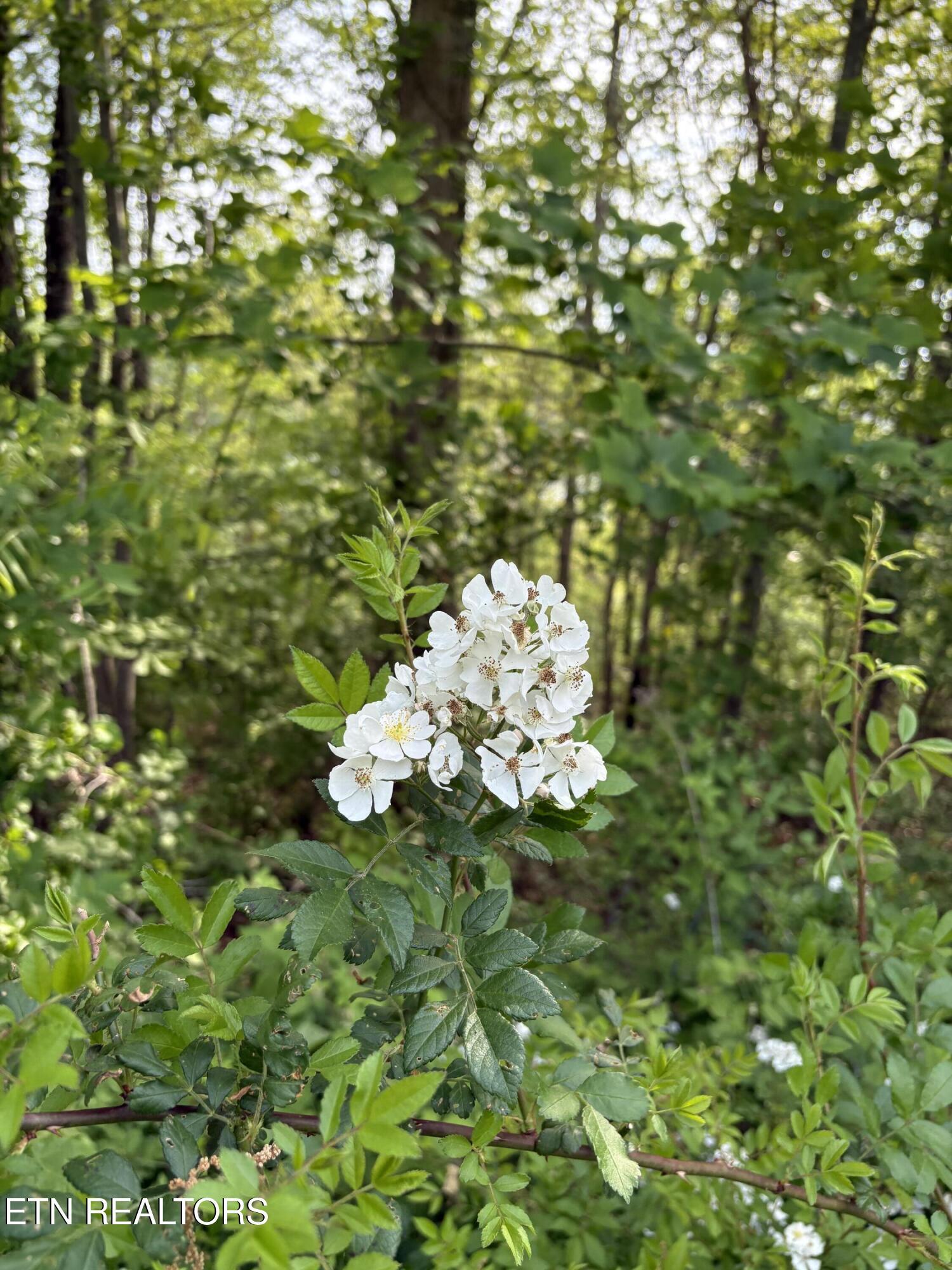 Norris Lake Real Estate - Image# 5