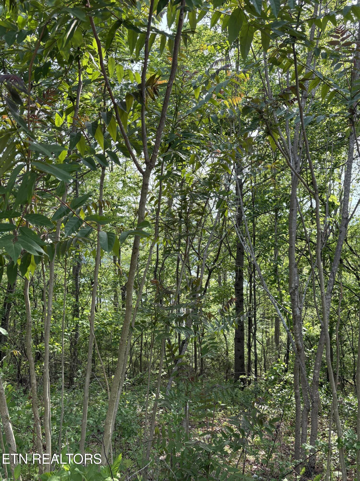 Norris Lake Real Estate - Image# 2
