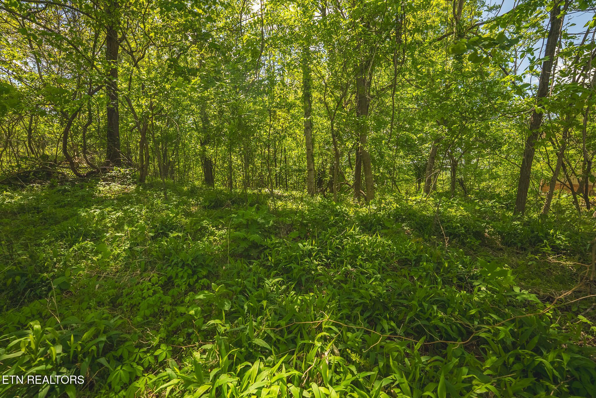 Norris Lake Real Estate - Image# 11