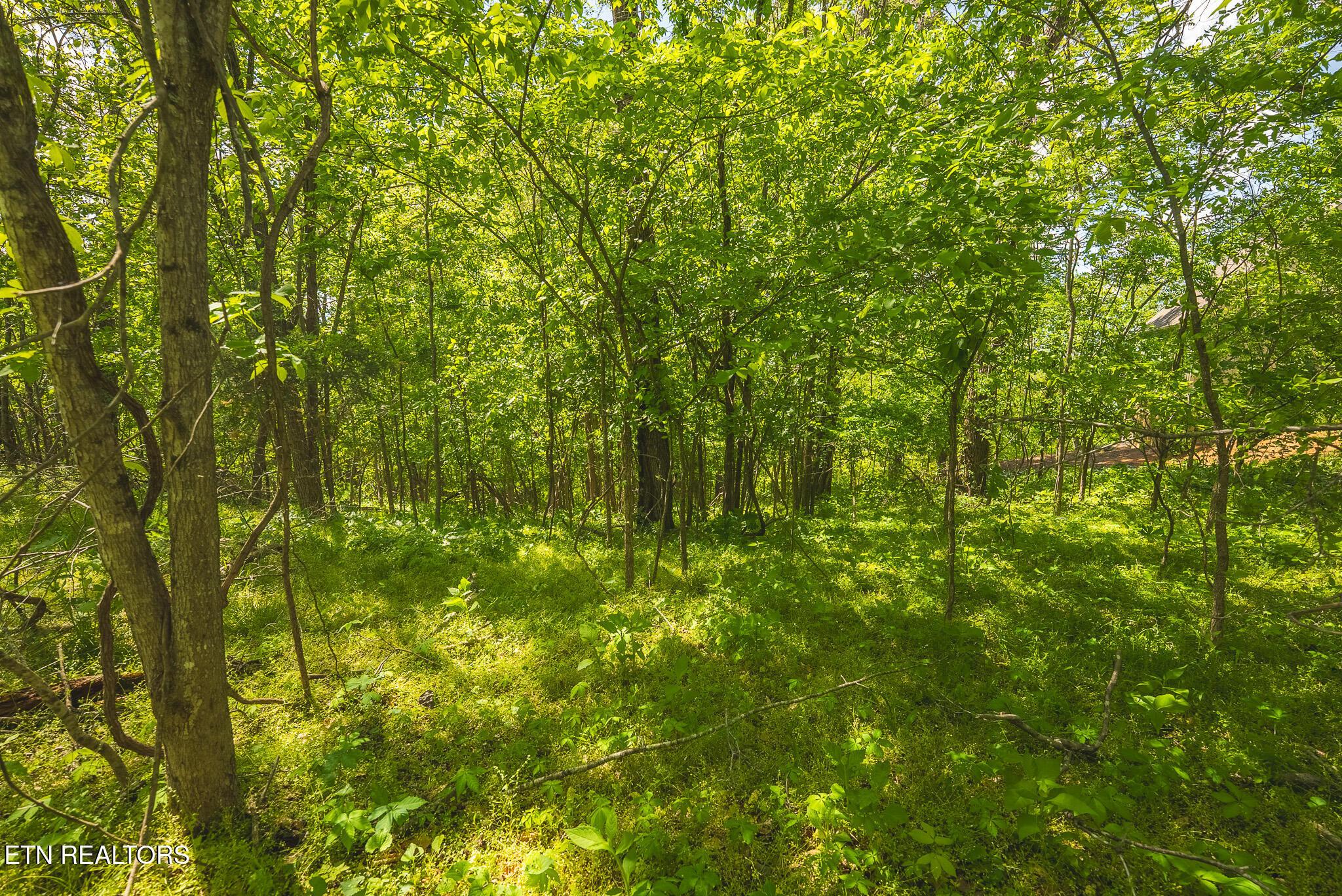 Norris Lake Real Estate - Image# 13