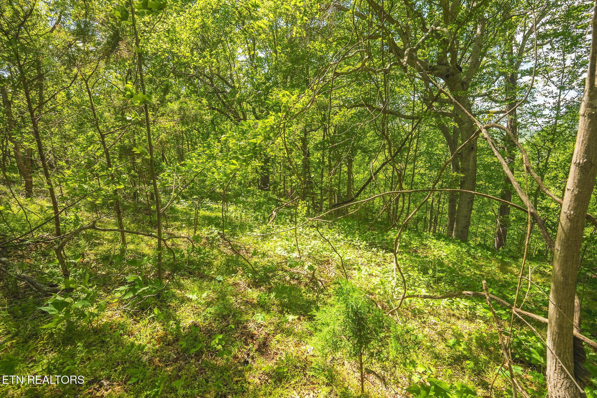 Norris Lake Real Estate - Image# 14