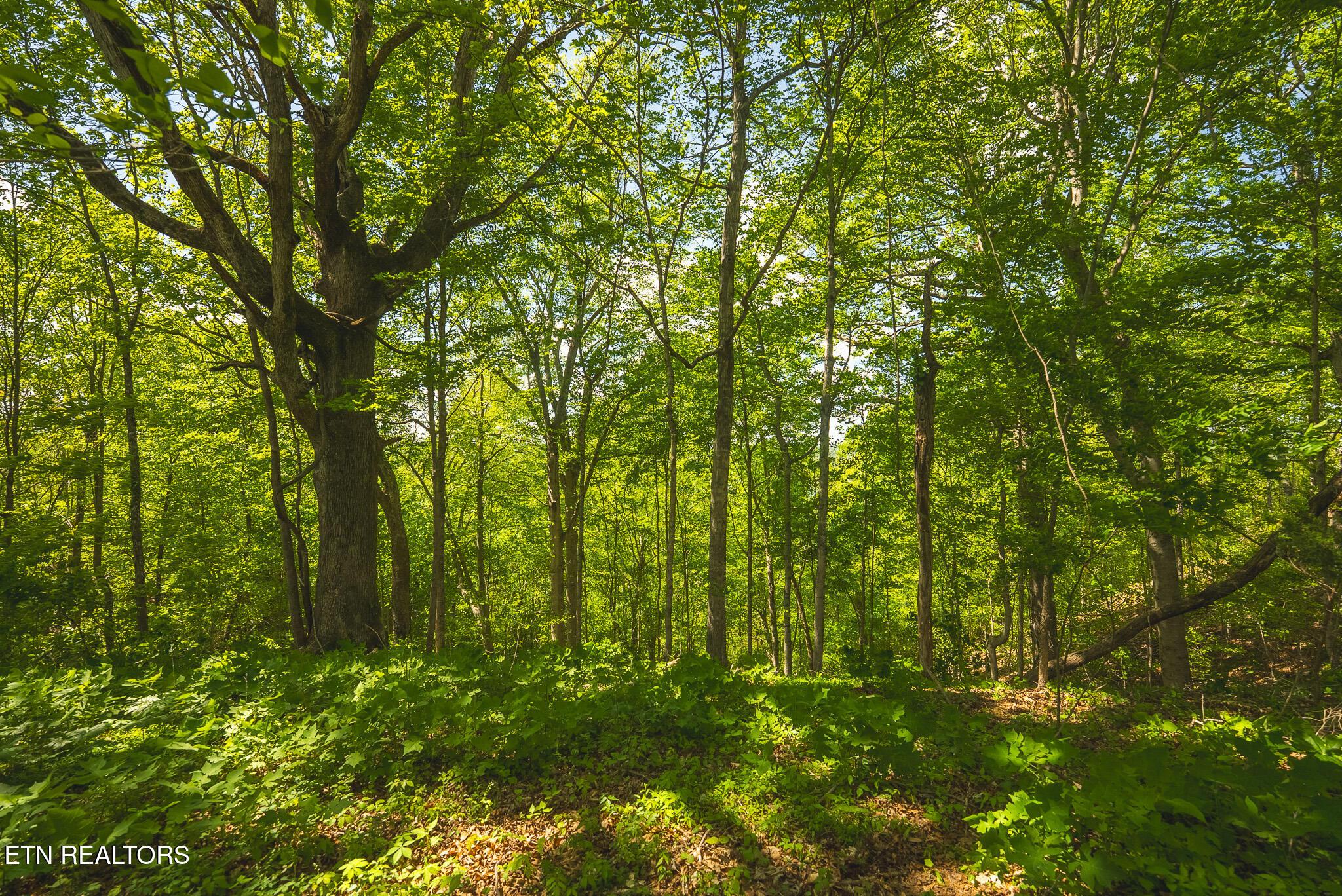 Norris Lake Real Estate - Image# 15