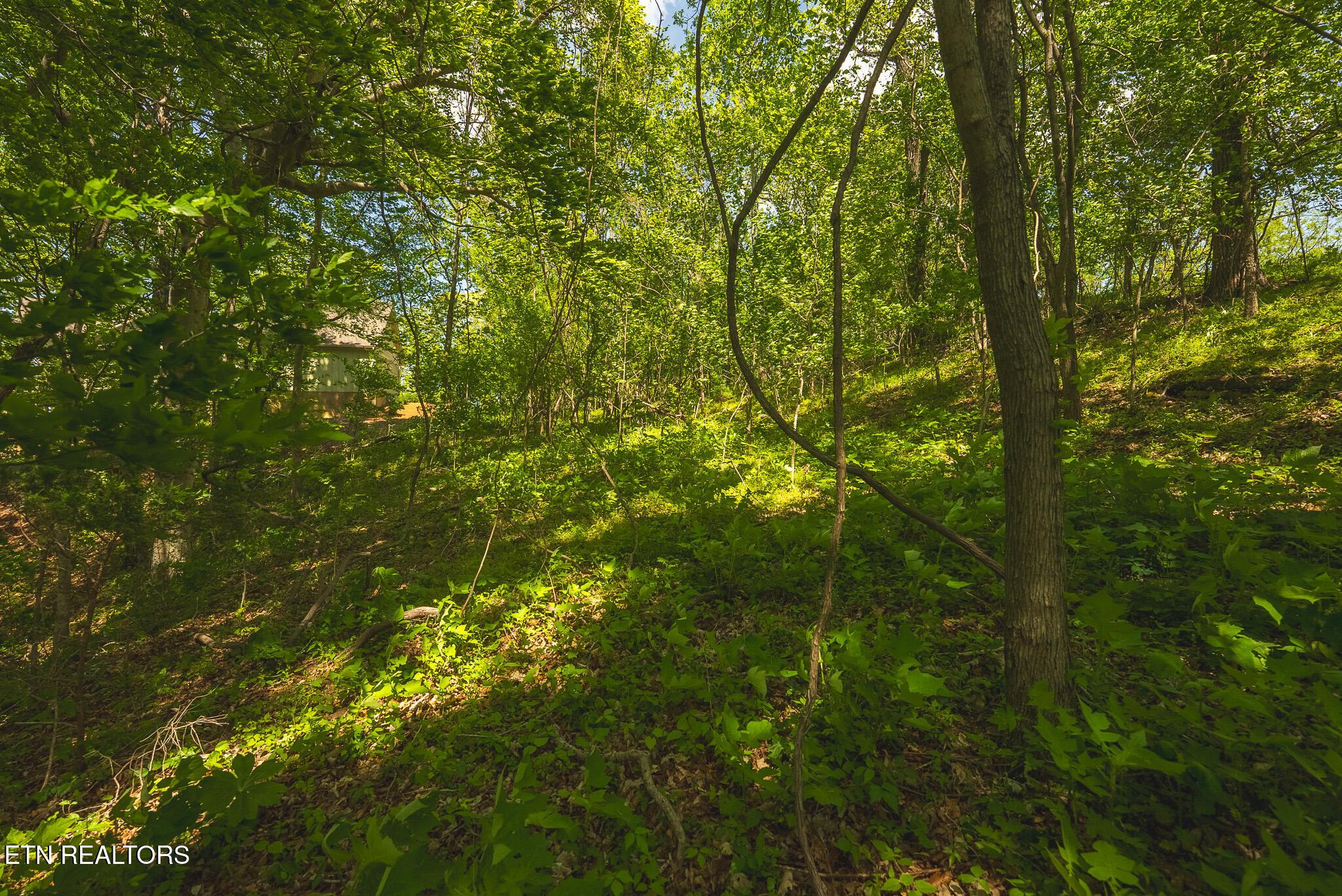Norris Lake Real Estate - Image# 16