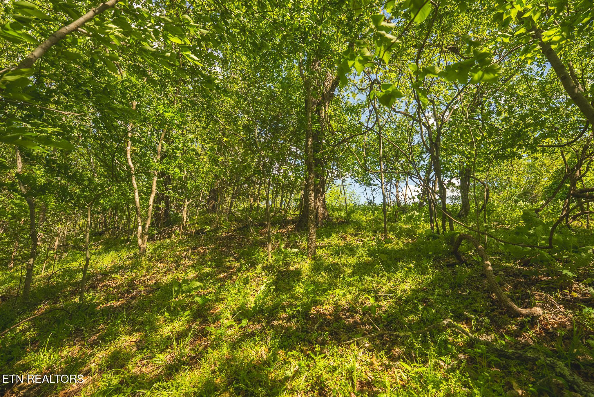 Norris Lake Real Estate - Image# 18