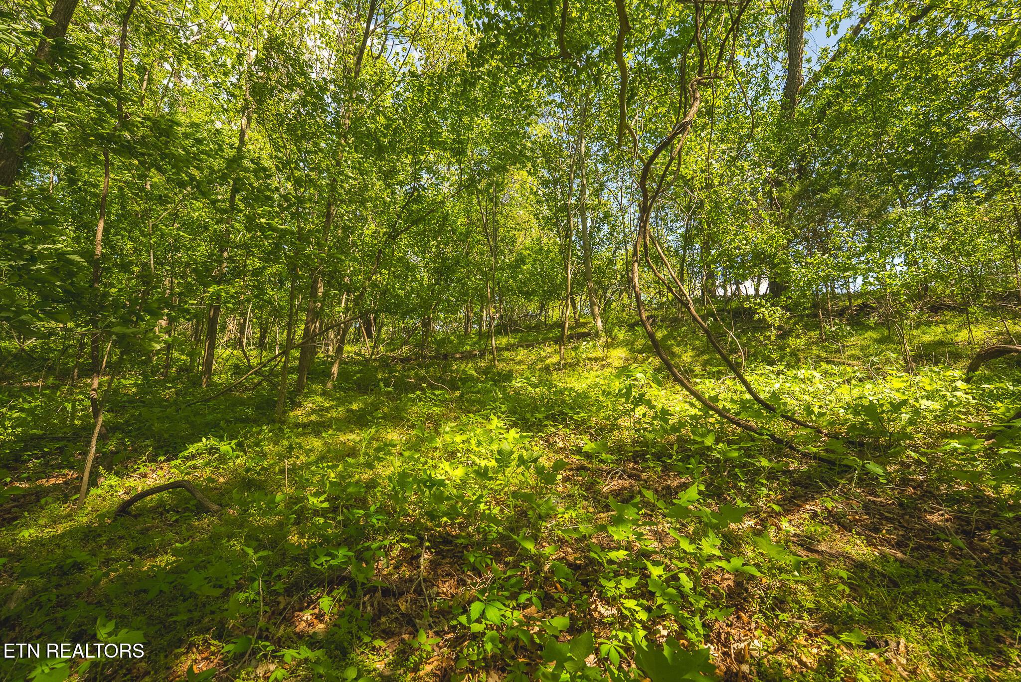Norris Lake Real Estate - Image# 19