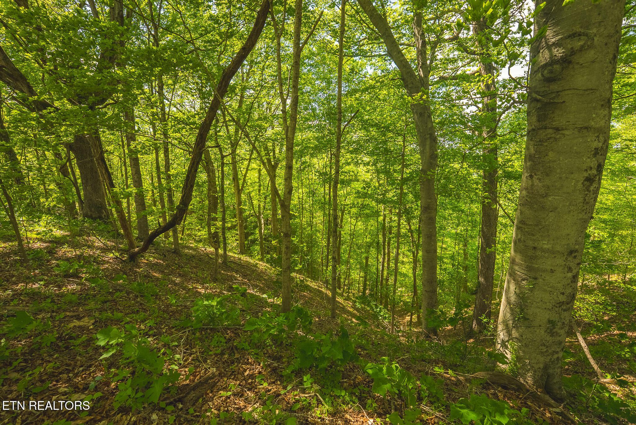 Norris Lake Real Estate - Image# 20