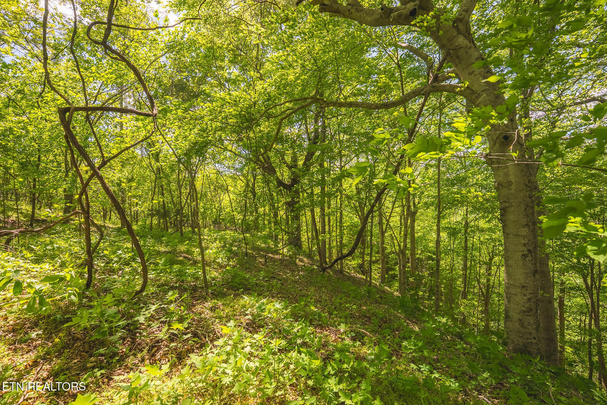 Norris Lake Real Estate - Image# 21