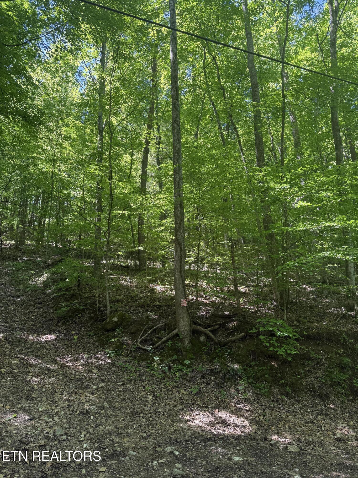 Norris Lake Real Estate - Image# 1