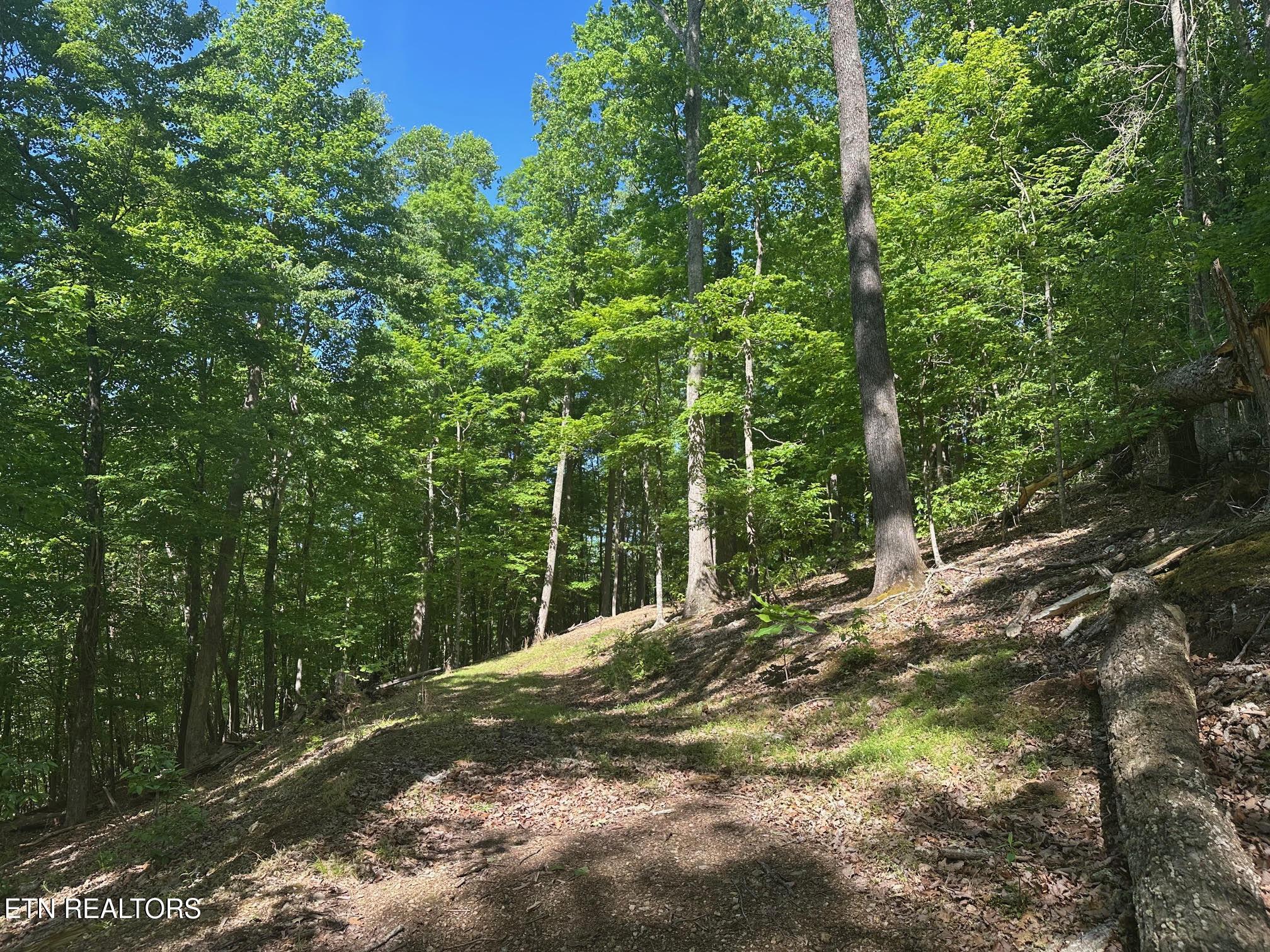 Norris Lake Real Estate - Image# 4