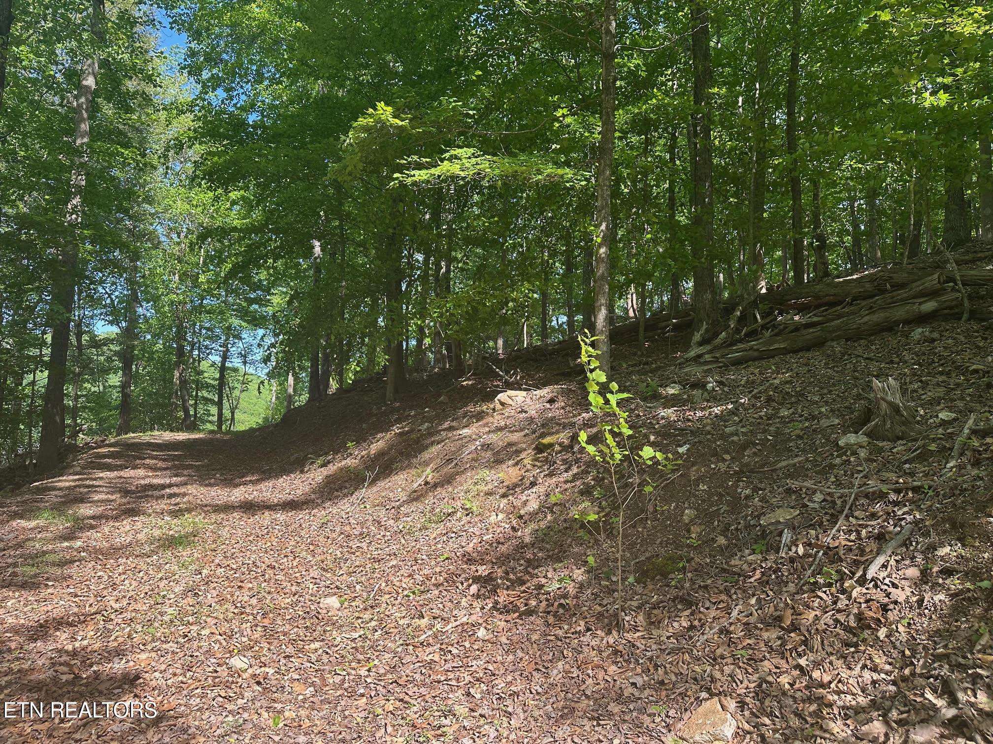 Norris Lake Real Estate - Image# 5