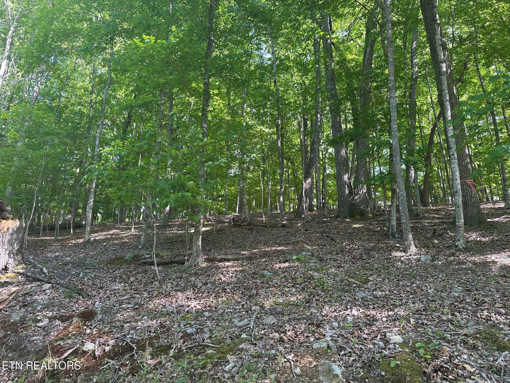 Norris Lake Real Estate - Image# 8