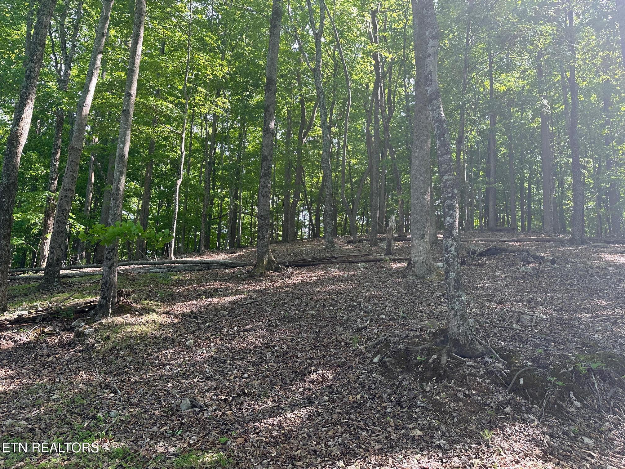 Norris Lake Real Estate - Image# 9