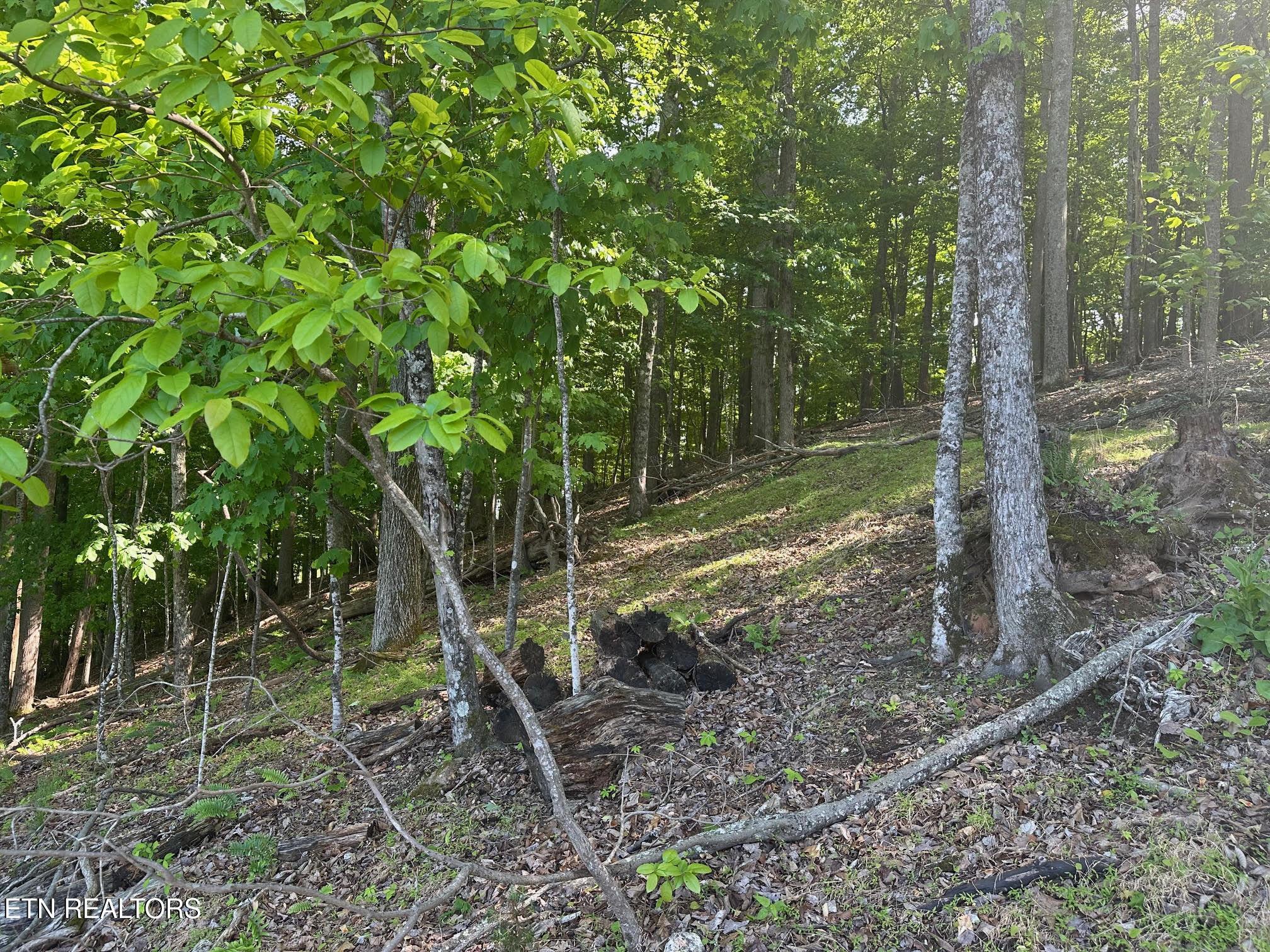 Norris Lake Real Estate - Image# 11