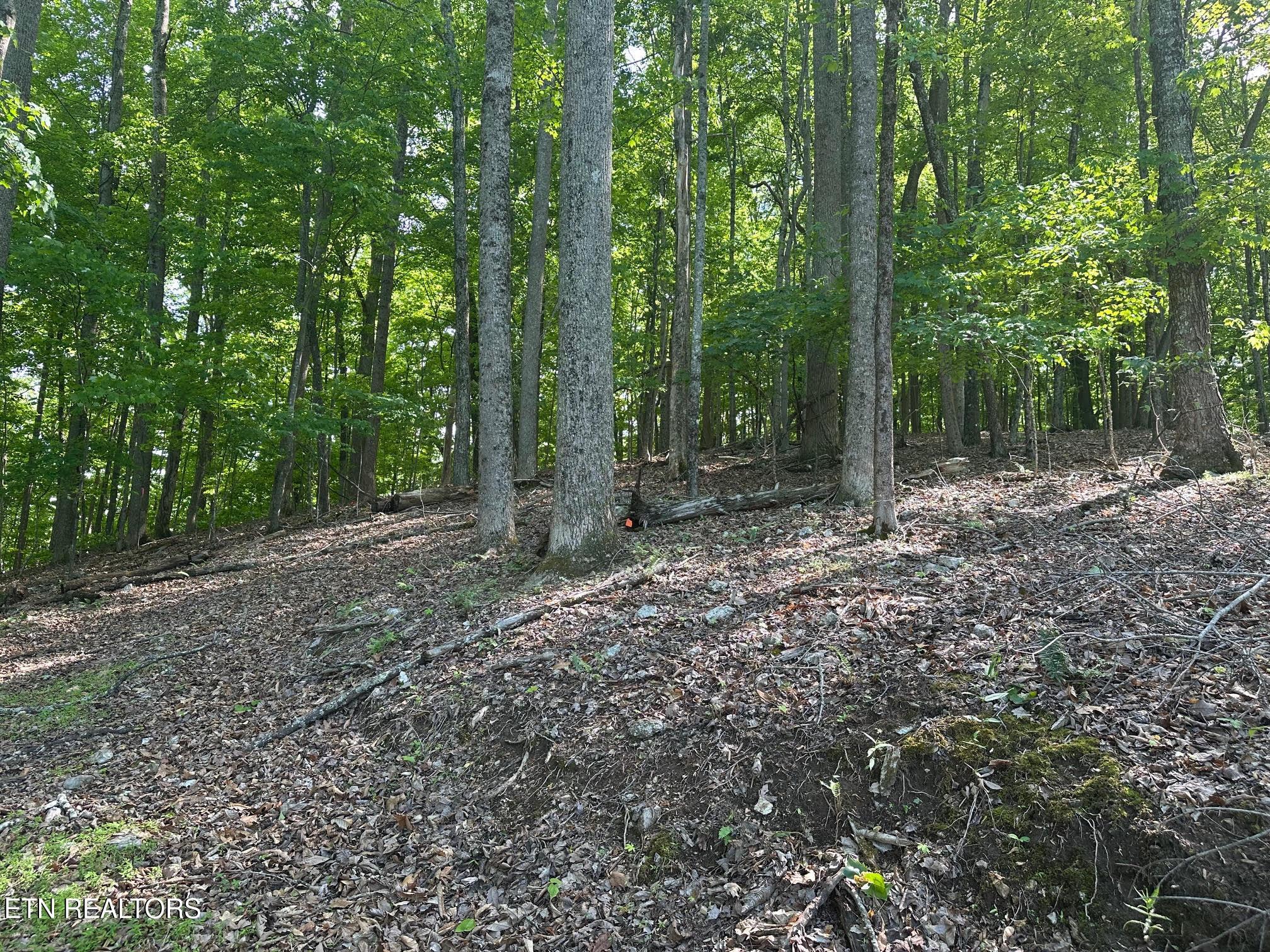 Norris Lake Real Estate - Image# 12