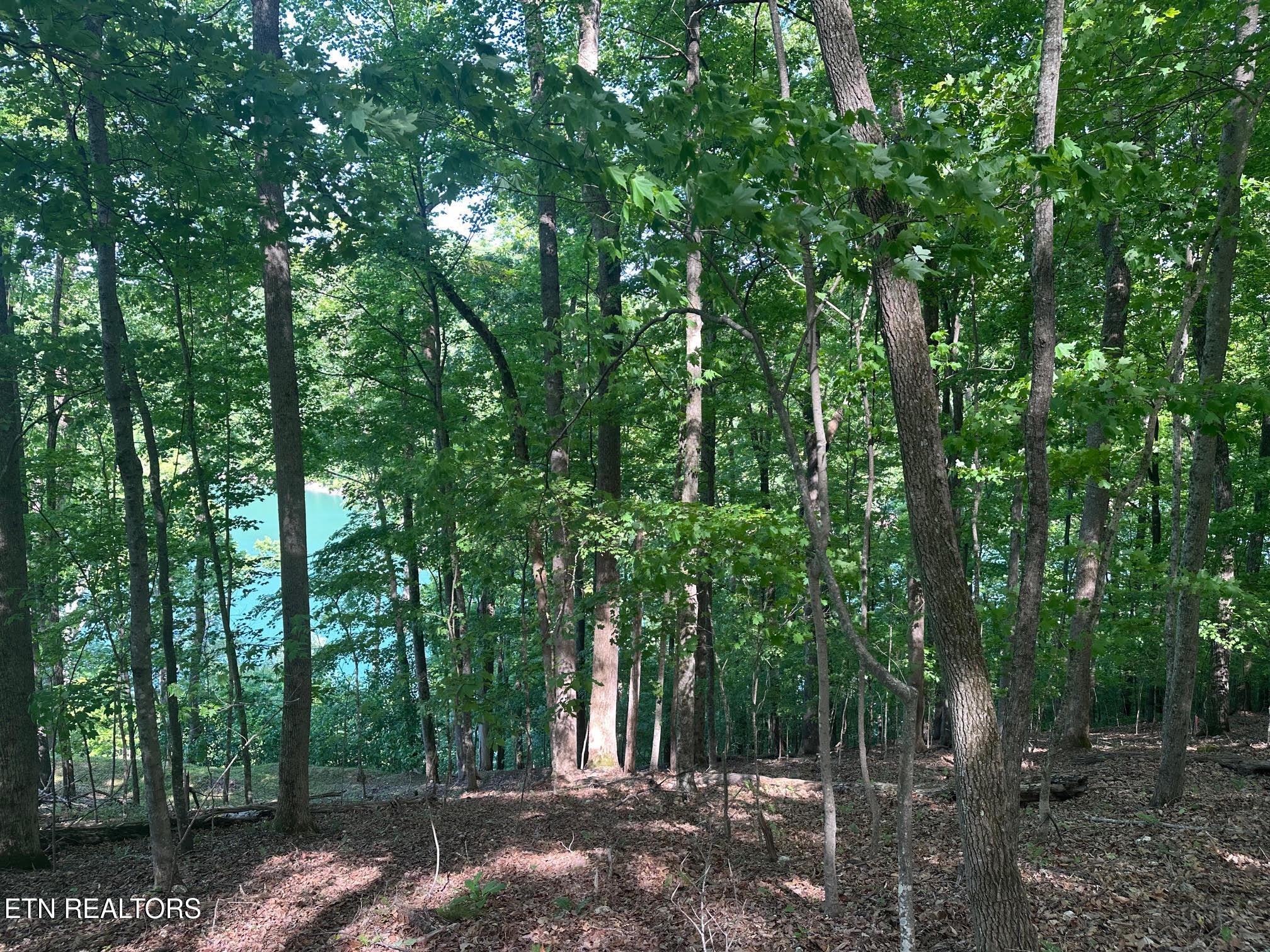 Norris Lake Real Estate - Image# 13