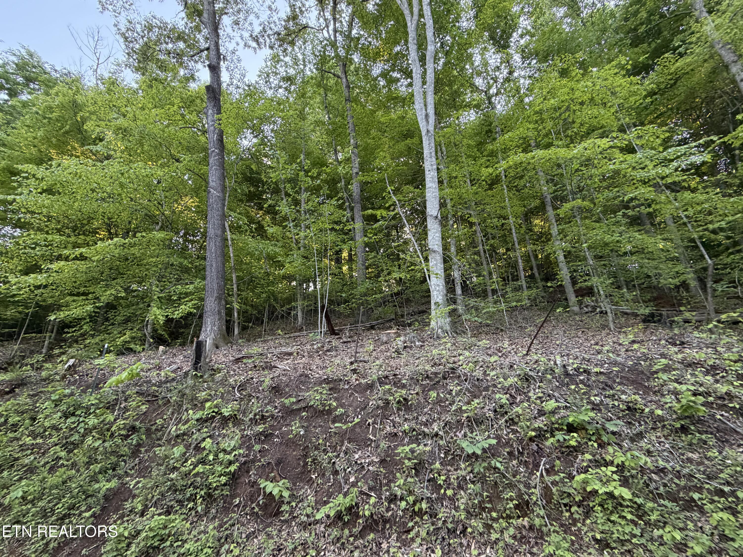 Norris Lake Real Estate - Image# 3