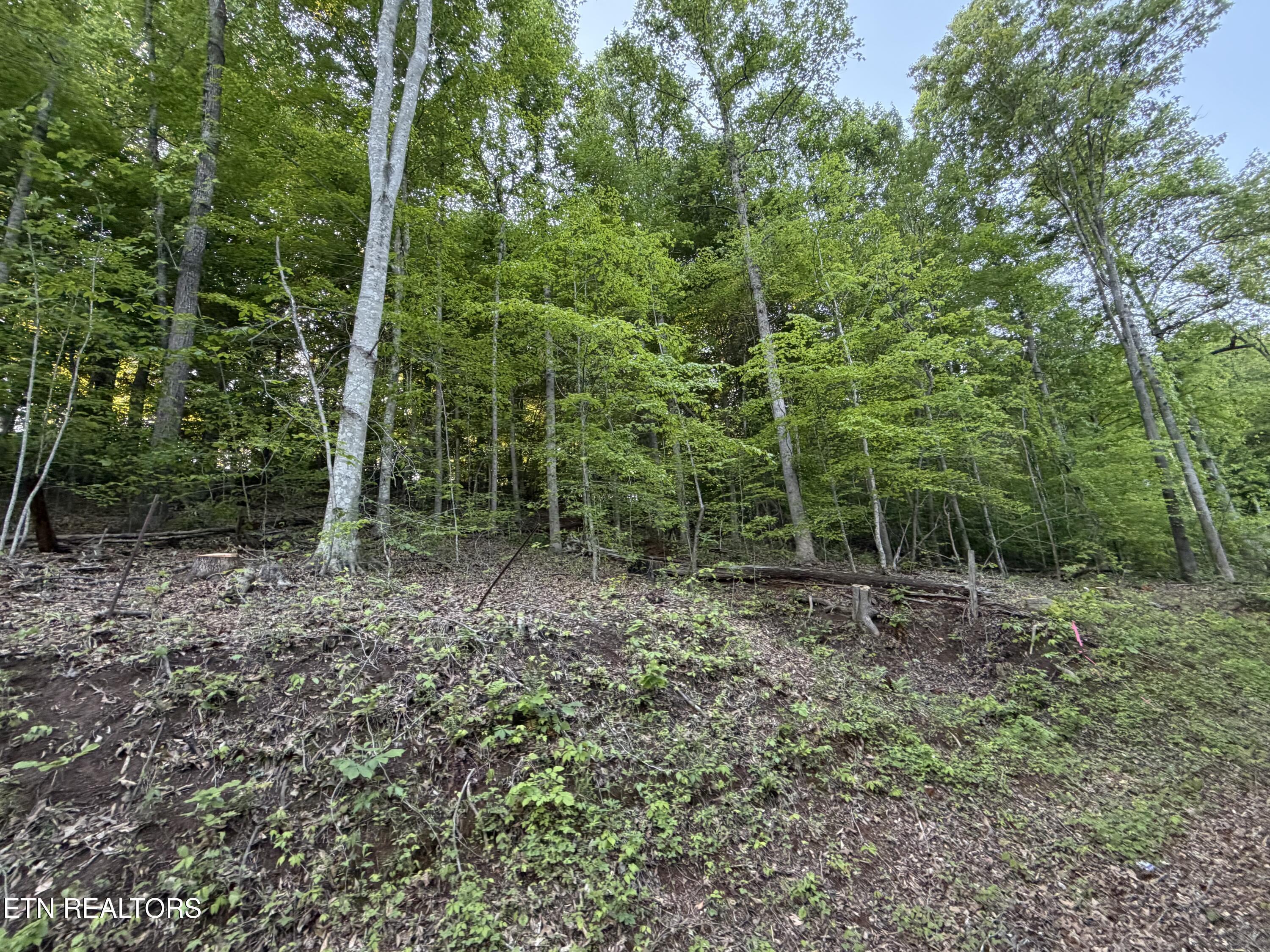 Norris Lake Real Estate - Image# 4