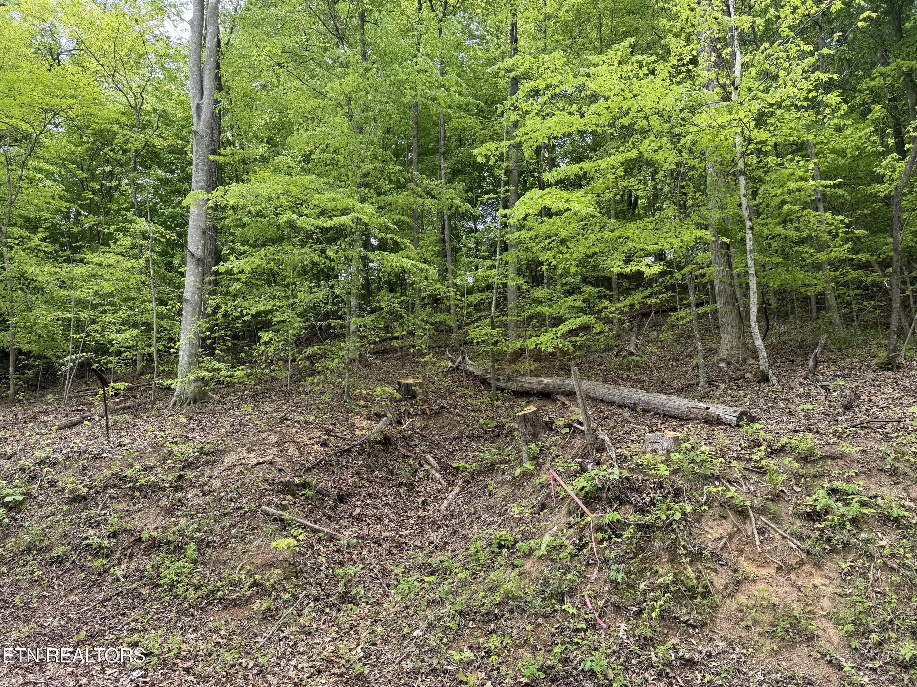 Norris Lake Real Estate - Image# 10