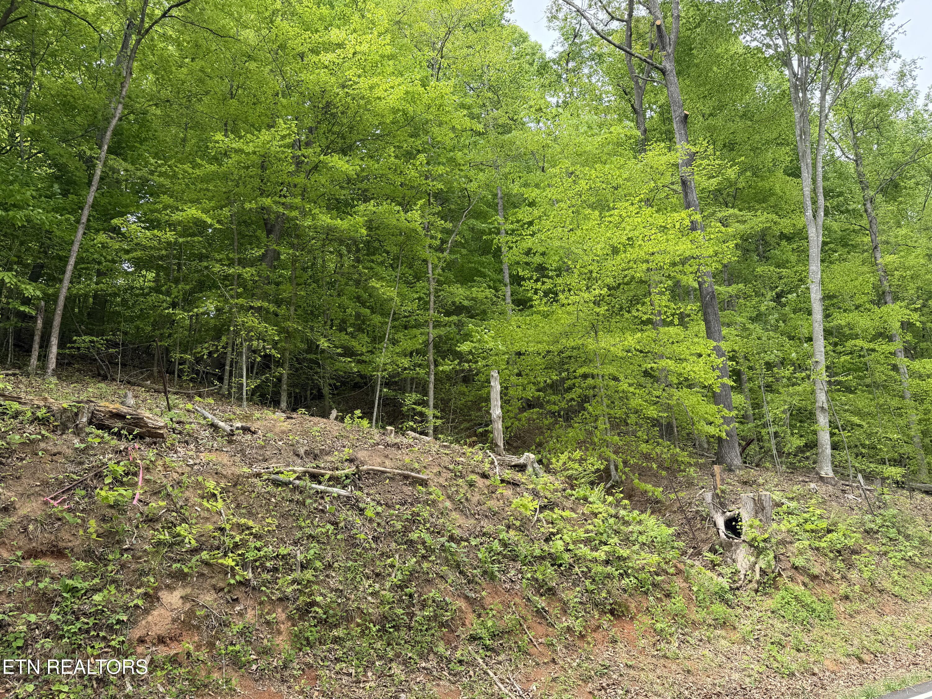 Norris Lake Real Estate - Image# 11
