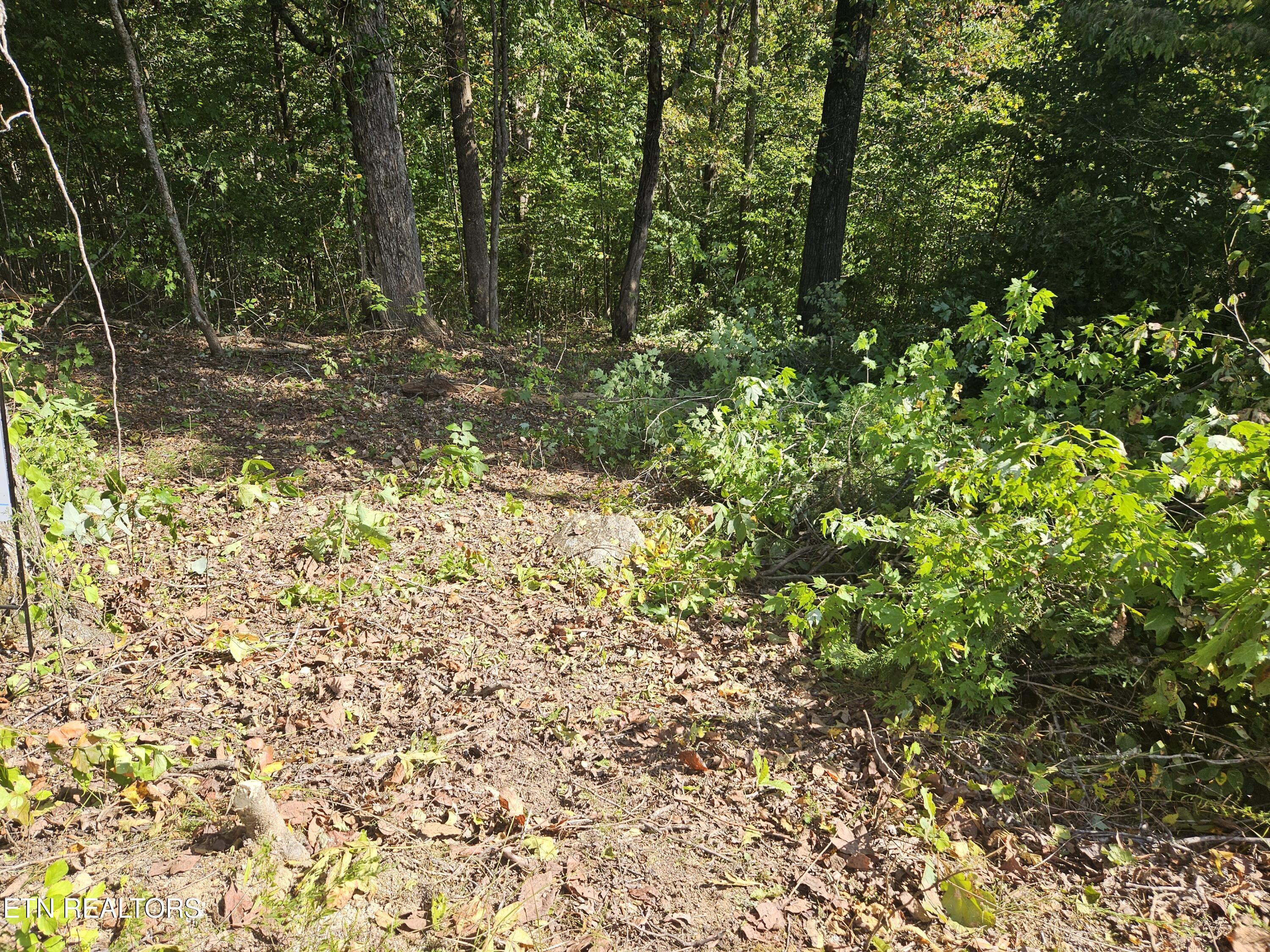 Norris Lake Real Estate - Image# 3