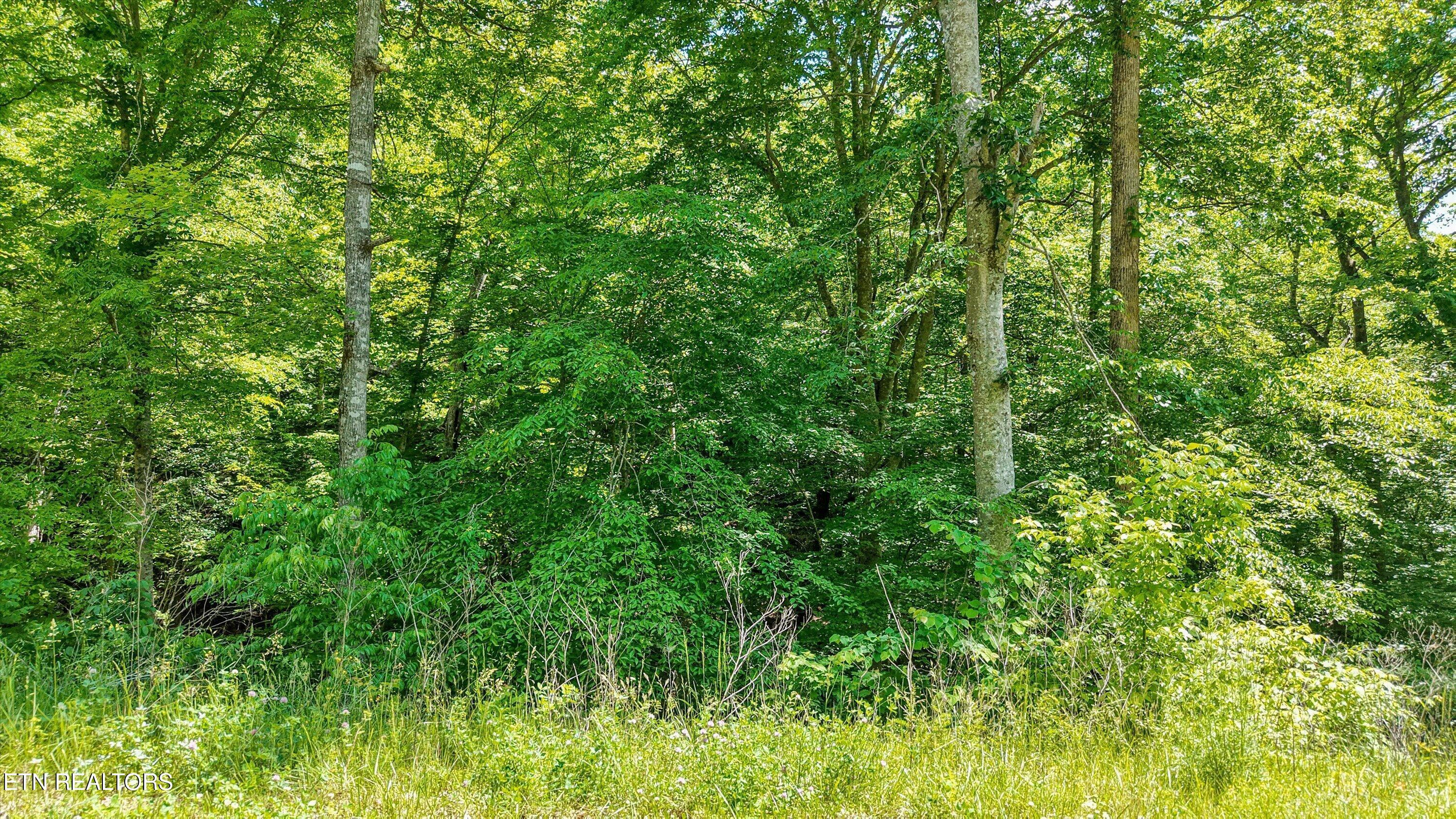 Norris Lake Real Estate - Image# 9