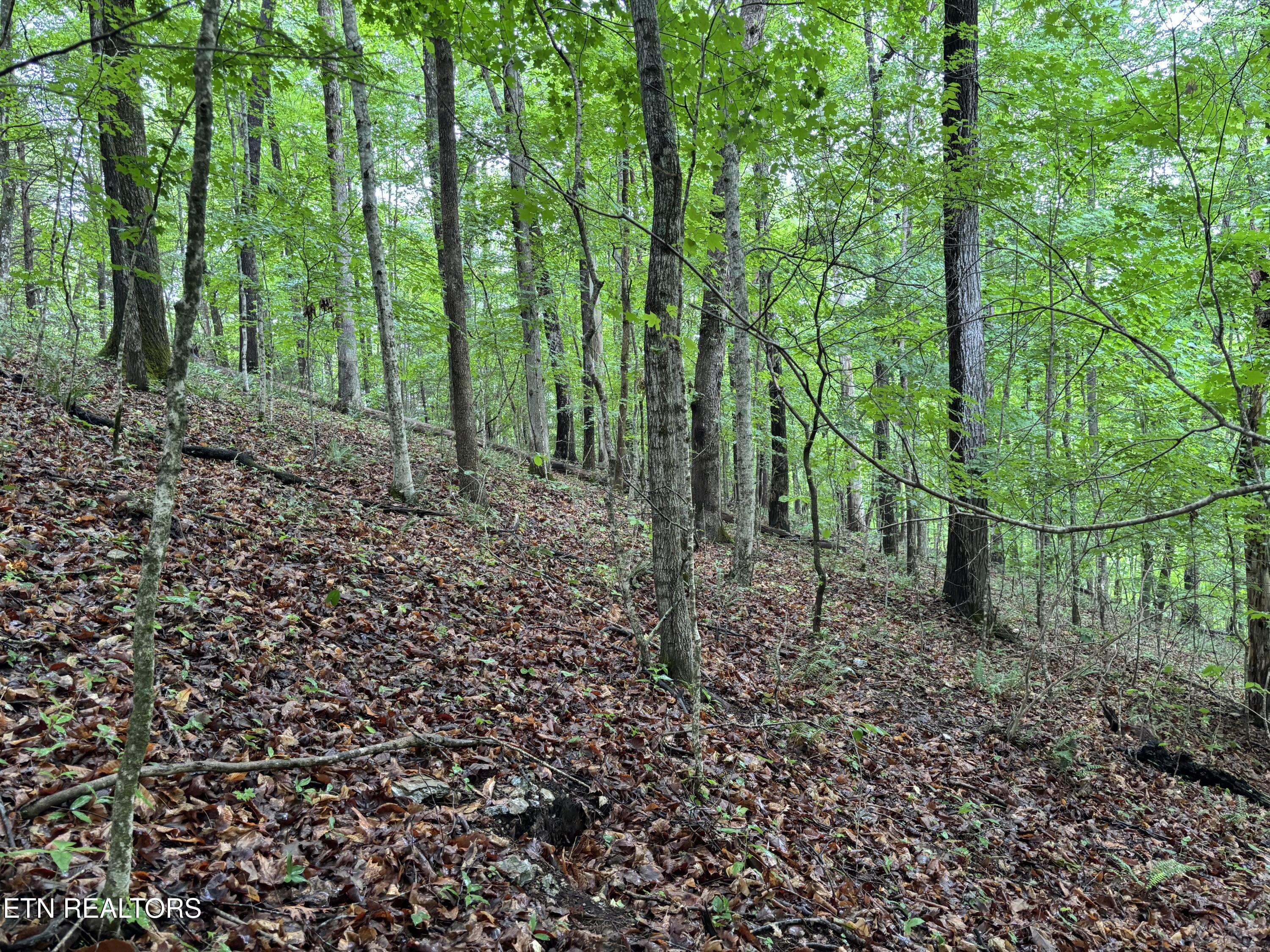 Norris Lake Real Estate - Image# 7
