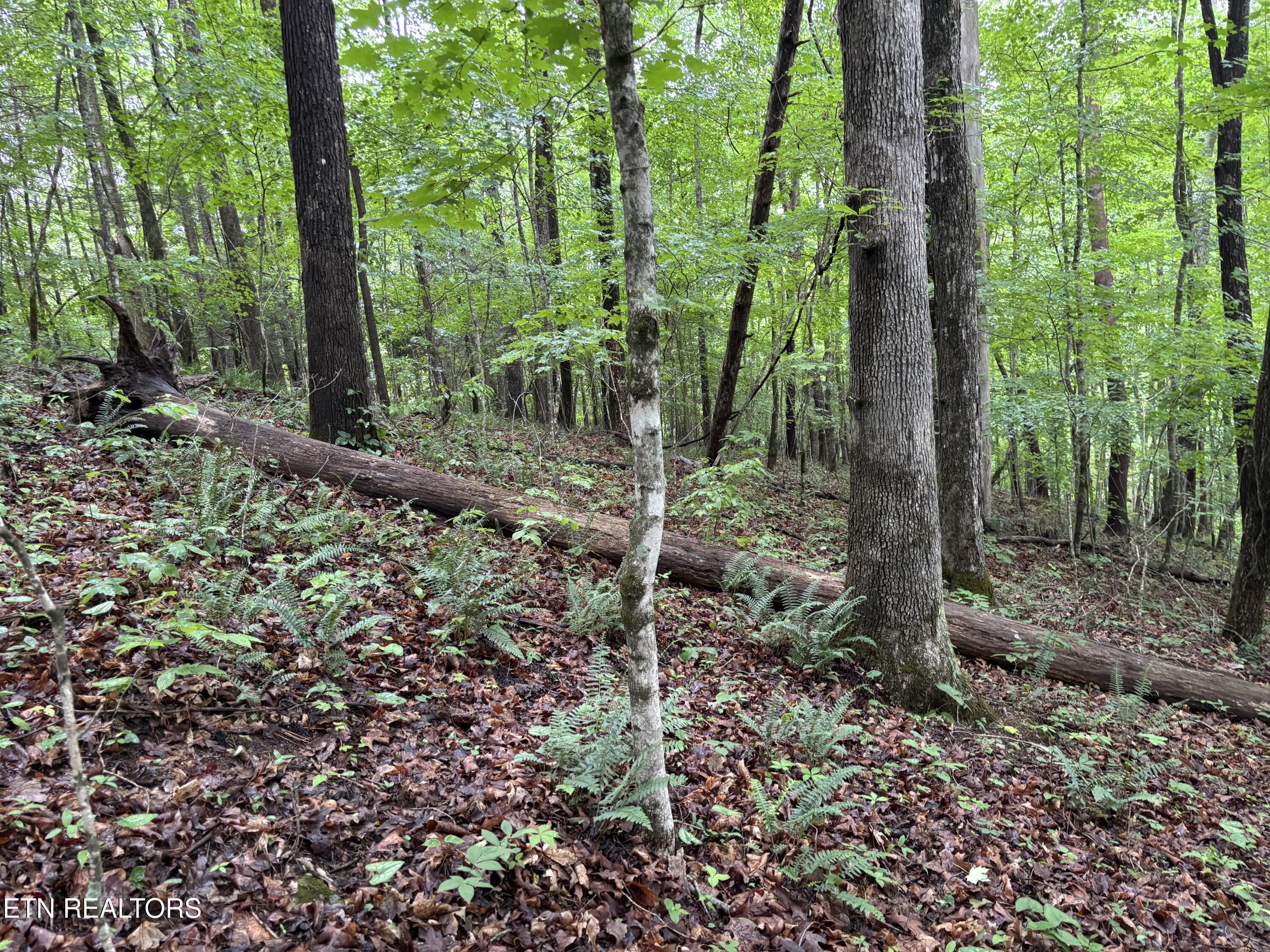 Norris Lake Real Estate - Image# 9