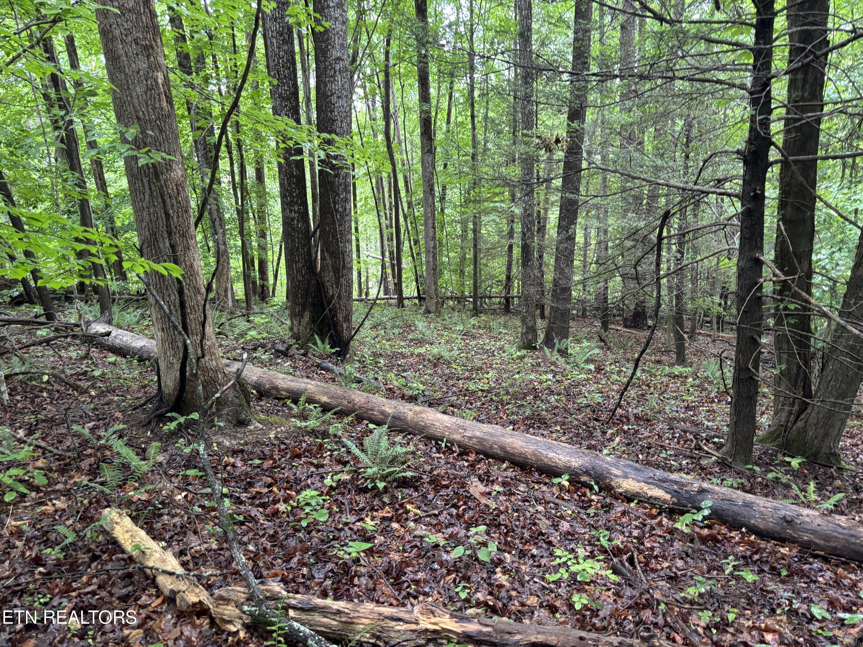 Norris Lake Real Estate - Image# 6