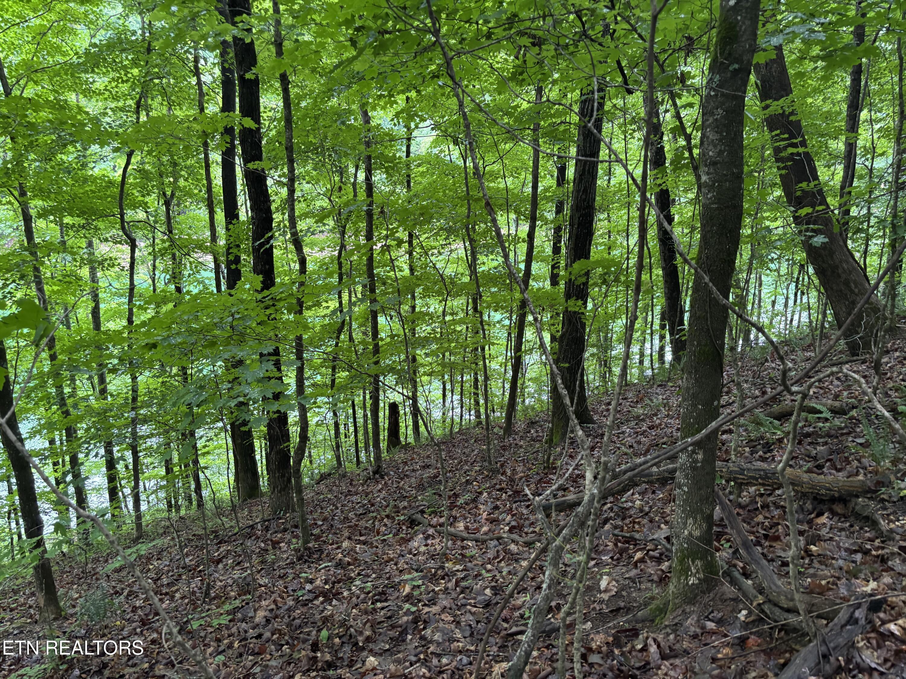 Norris Lake Real Estate - Image# 5