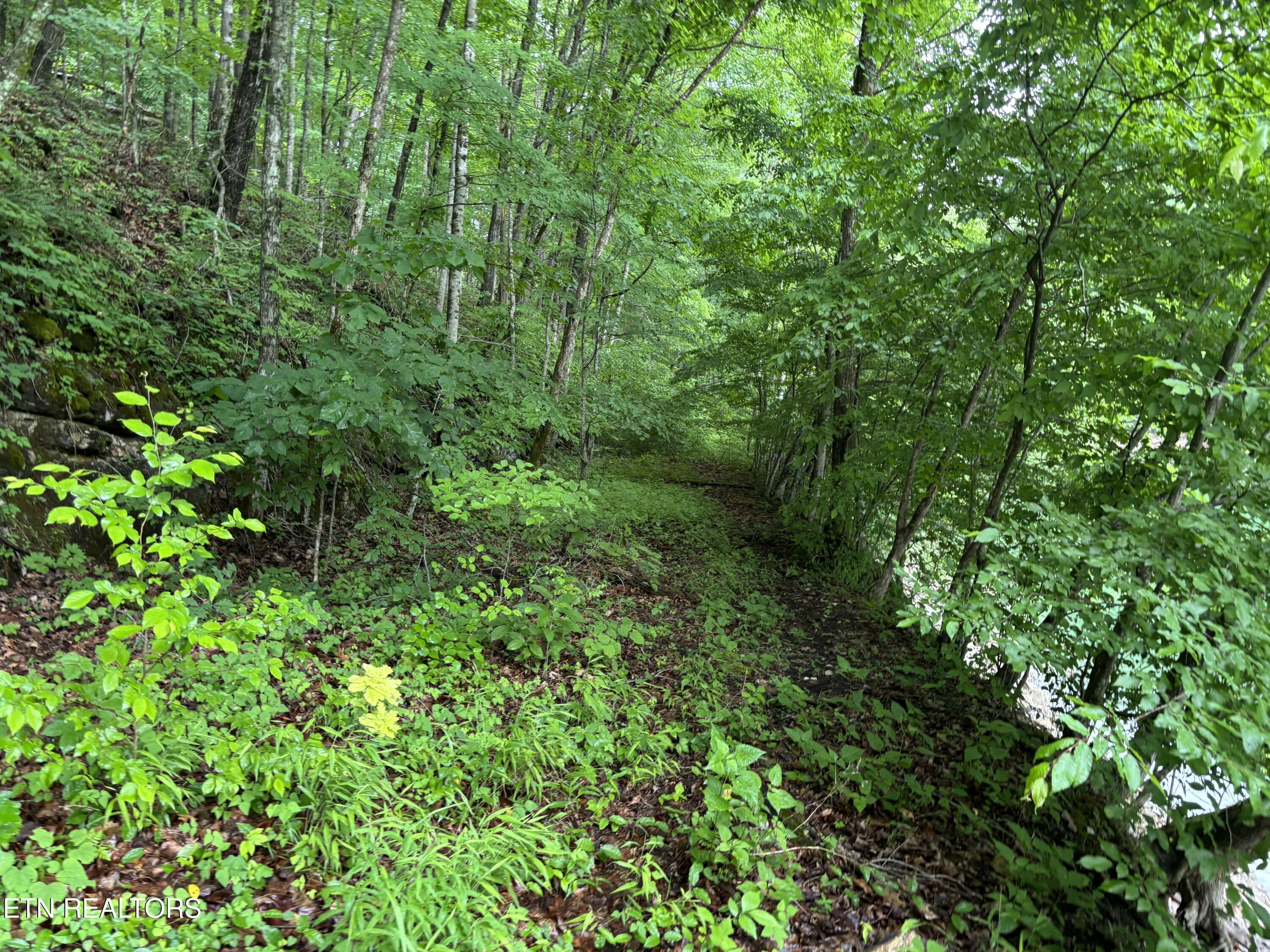 Norris Lake Real Estate - Image# 6