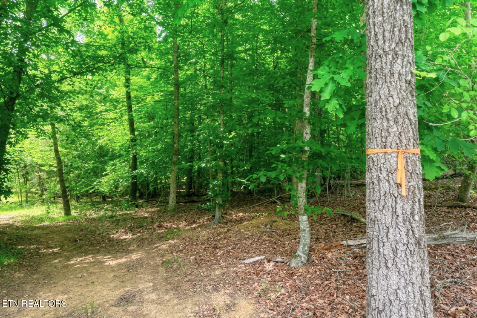 Norris Lake Real Estate - Image# 17