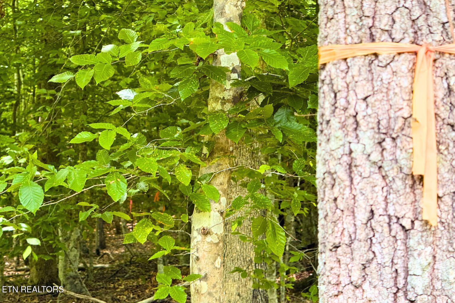 Norris Lake Real Estate - Image# 18