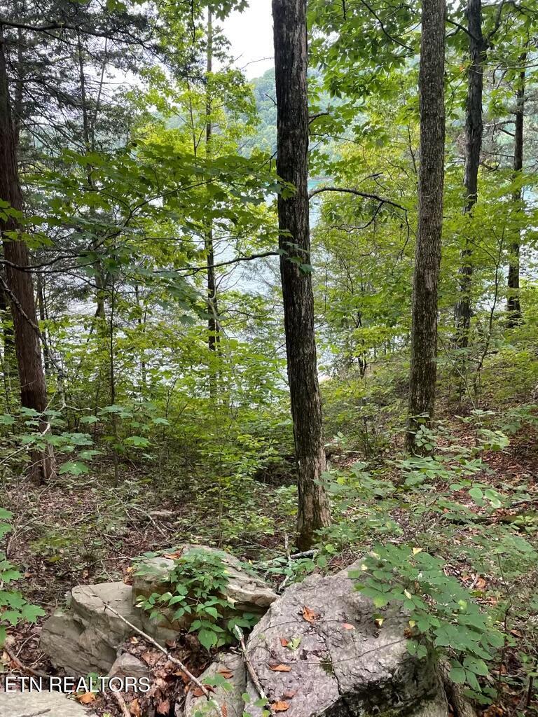Norris Lake Real Estate - Image# 5