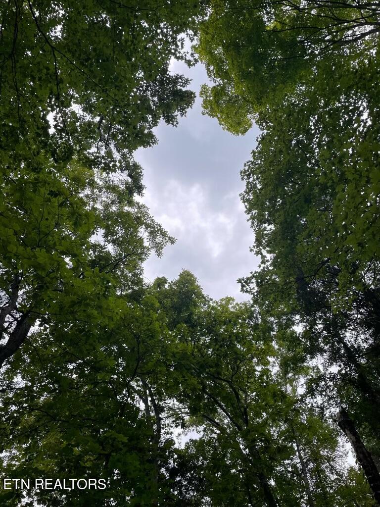 Norris Lake Real Estate - Image# 4