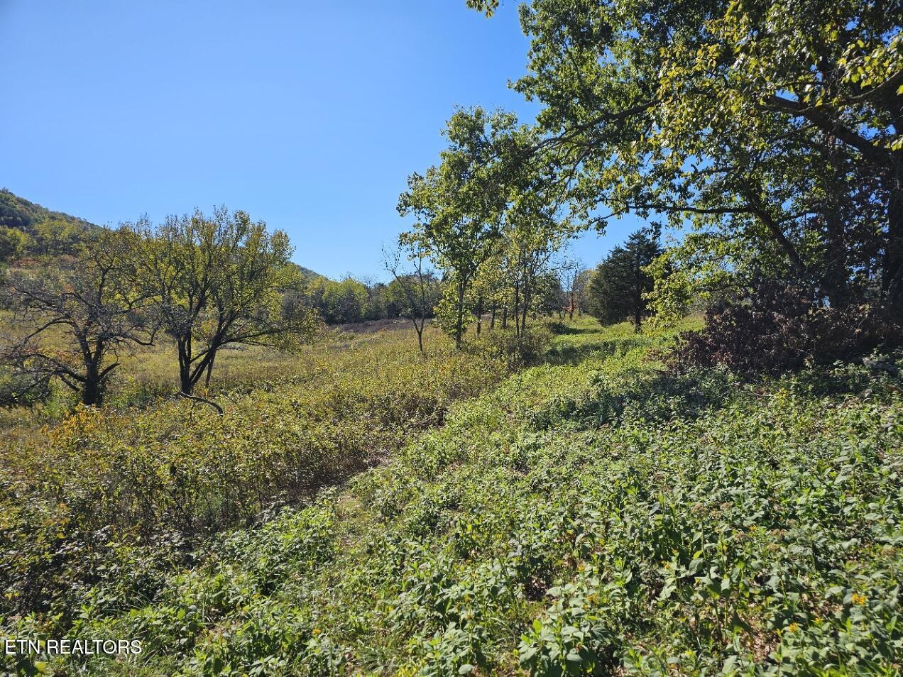 Norris Lake Real Estate - Image# 6