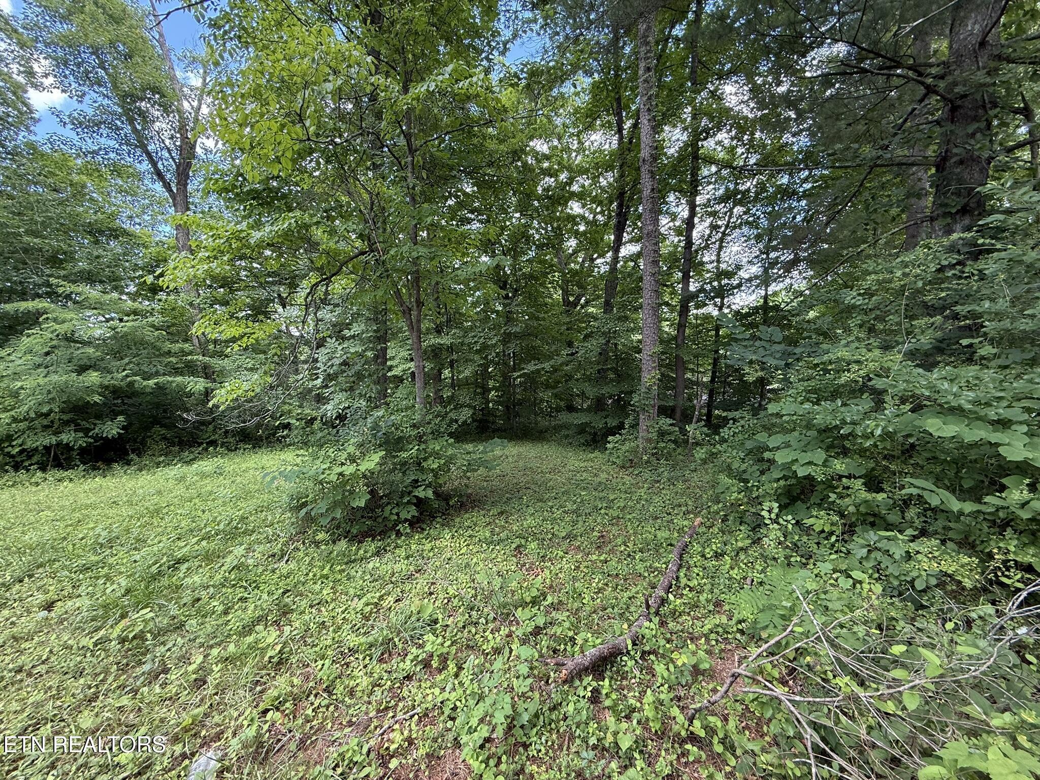 Norris Lake Real Estate - Image# 3