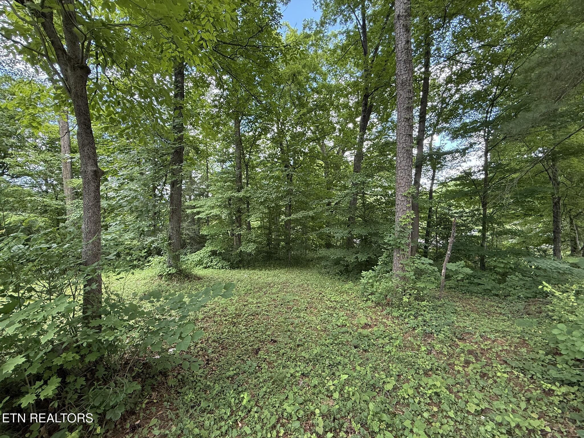 Norris Lake Real Estate - Image# 5