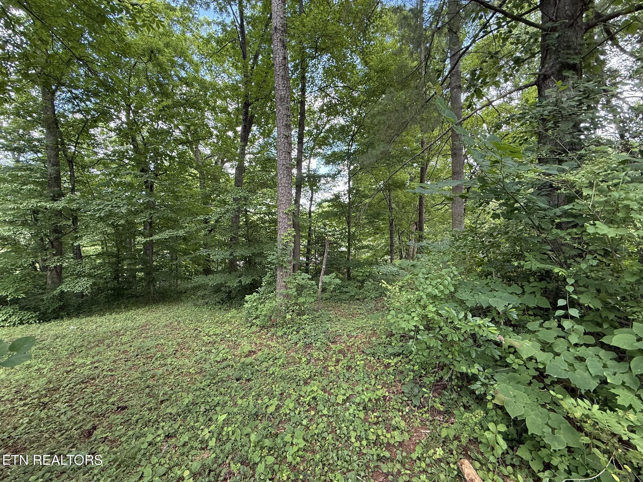 Norris Lake Real Estate - Image# 6
