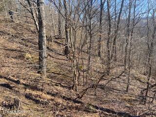 Norris Lake Real Estate - Image# 11