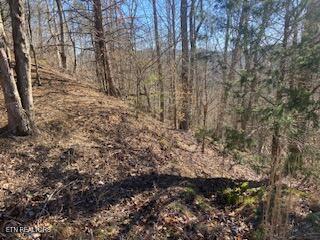 Norris Lake Real Estate - Image# 12