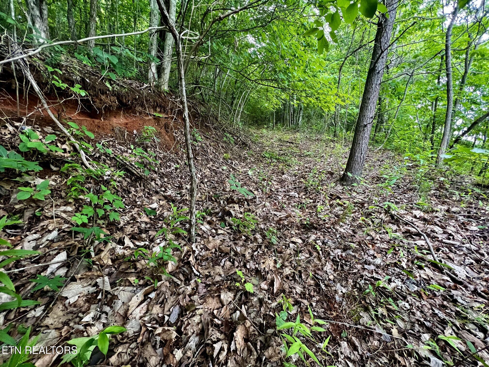 Norris Lake Real Estate - Image# 15