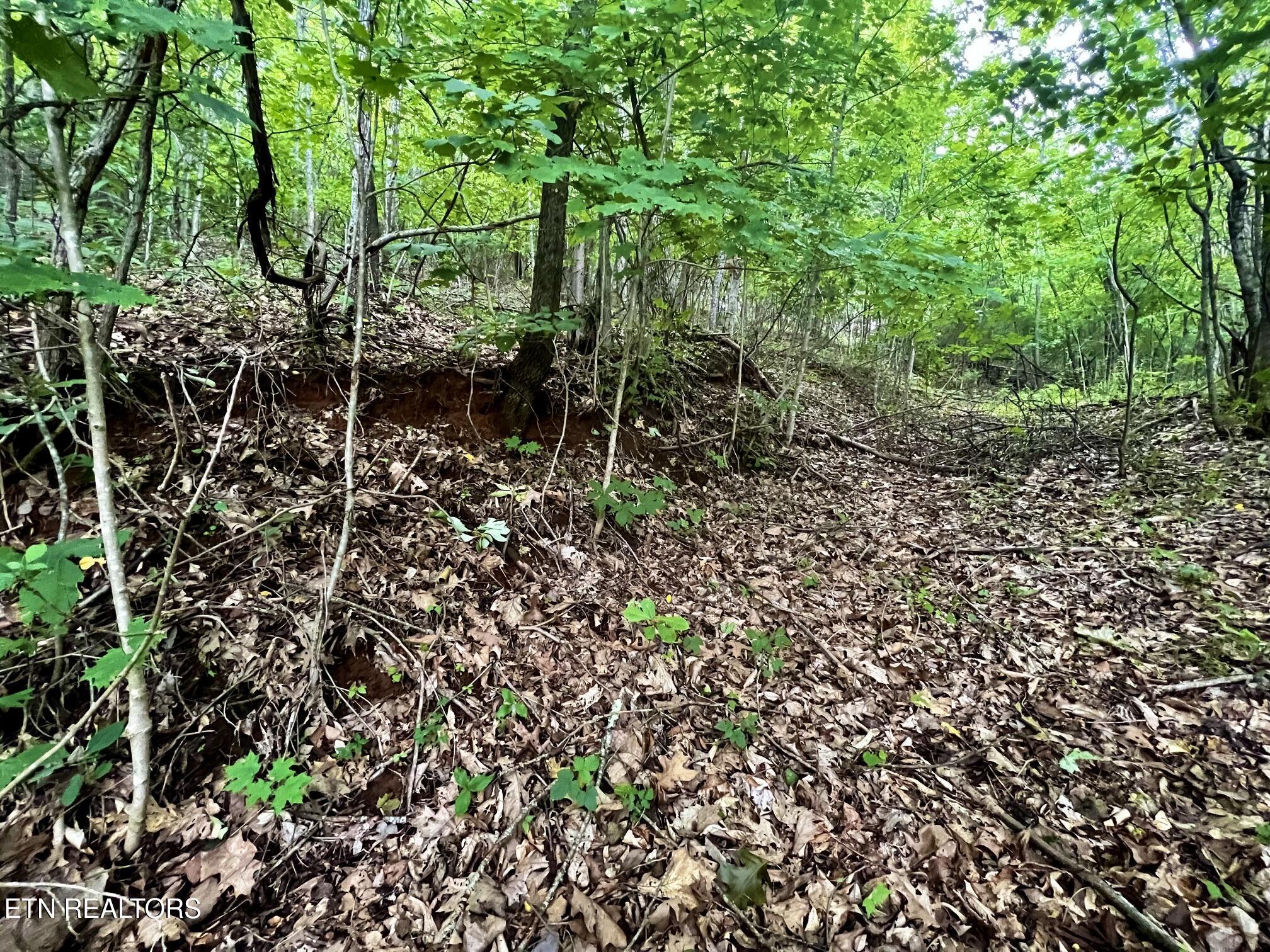 Norris Lake Real Estate - Image# 16