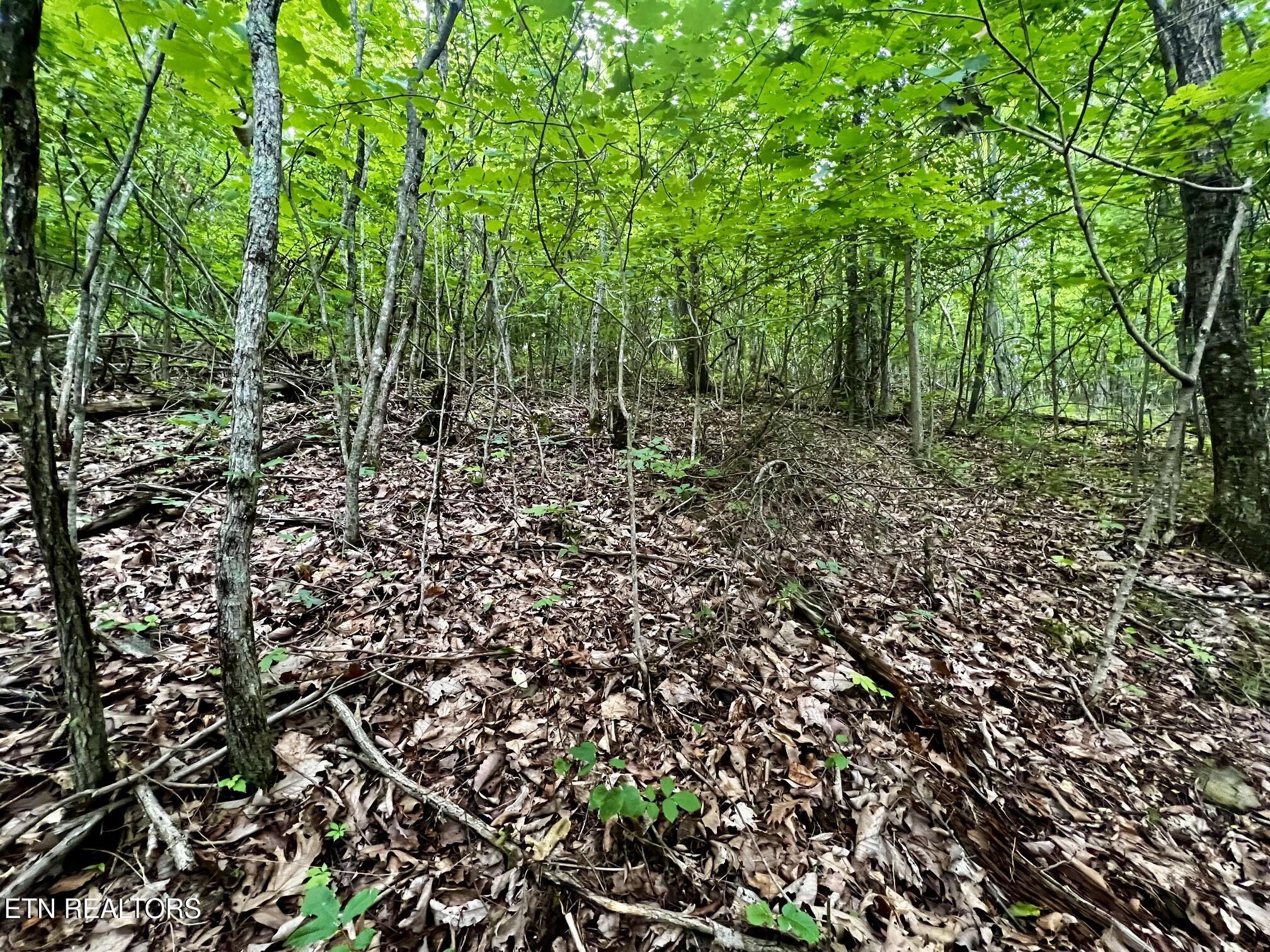 Norris Lake Real Estate - Image# 18